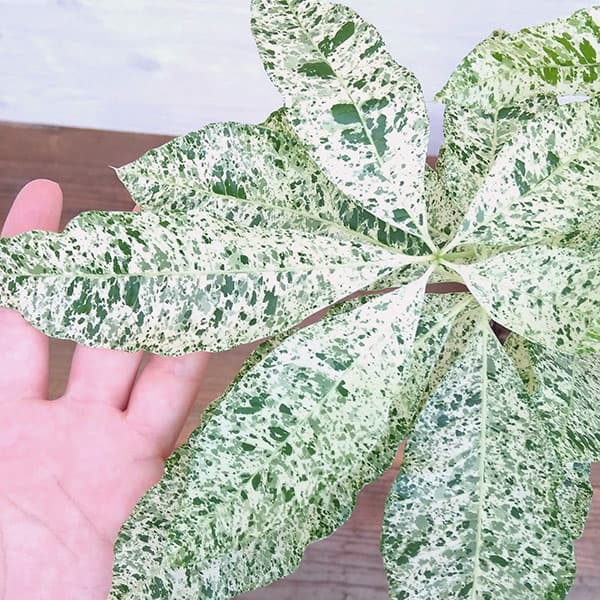 パキラ：ミルキーウェイ　6号ポット