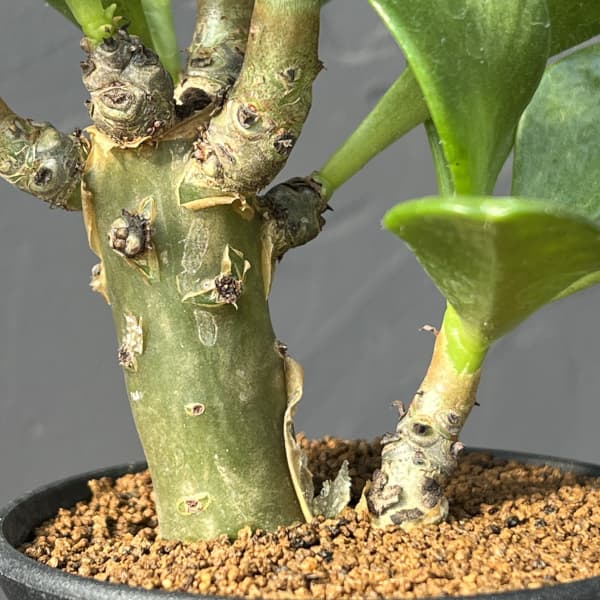 園芸ネット本店｜[ザ・ファームセレクト]チレコドン：パニキュラータス