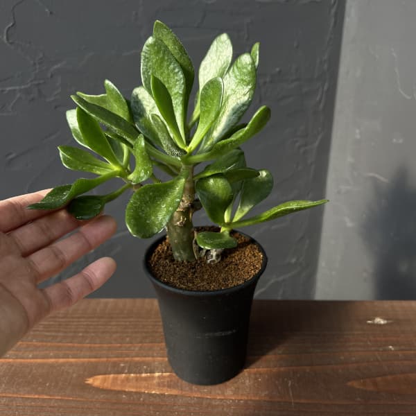 園芸ネット本店｜[ザ・ファームセレクト]チレコドン：パニキュラータス