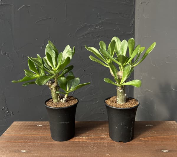 園芸ネット本店｜[ザ・ファームセレクト]チレコドン：パニキュラータス