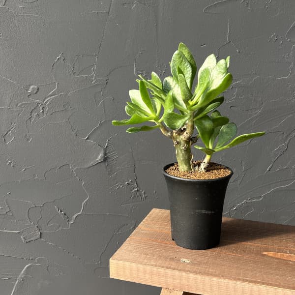 [ザ・ファームセレクト]チレコドン：パニキュラータス　阿房宮　3号