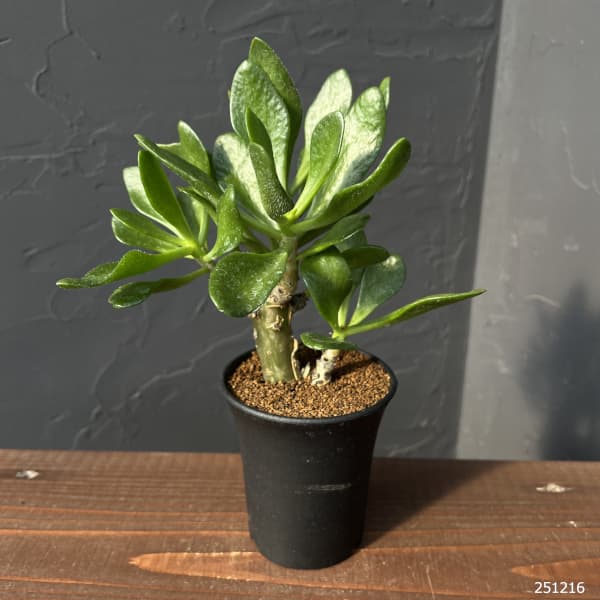 園芸ネット本店｜[ザ・ファームセレクト]チレコドン：パニキュラータス