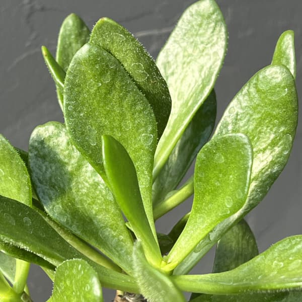 [ザ・ファームセレクト]チレコドン：パニキュラータス　阿房宮　3号