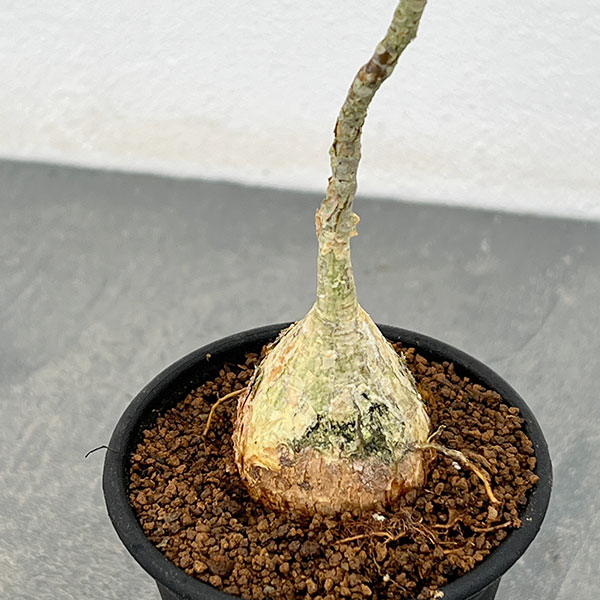 フィカス ぺティオラリス 2.5号