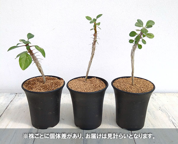 フォークイエリア：フォルモサ 2.5号鉢植え