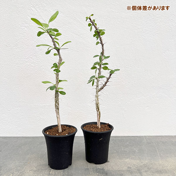 フォークイエリア：フォルモサ 2.5号鉢植え