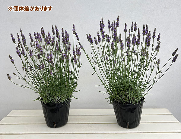 園芸ネット本店｜ラベンダー：ラバンジン グロッソ5号ポット の通販