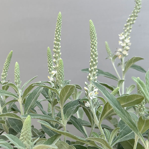 ご確認用　トウテイラン 園芸ネット本店｜トウテイラン（洞庭藍）白花 3.5号ポット の通販【公式】