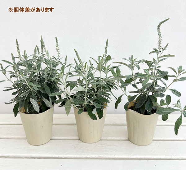 園芸ネット本店｜トウテイラン（洞庭藍）白花 3.5号ポット の通販【公式】