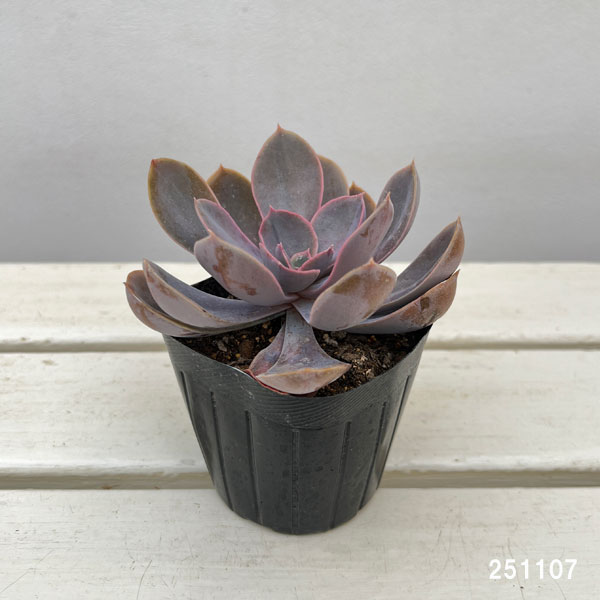 エケベリア:パールフォンニュルンベルグ 3号ポット