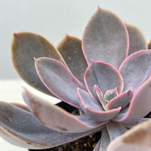 エケベリア:パールフォンニュルンベルグ 3号ポット