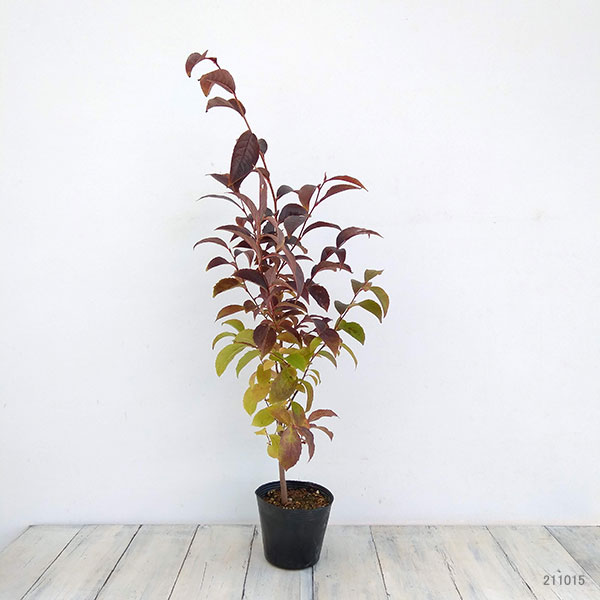 [26年2月中下旬予約]ナツツバキ（夏椿・シャラ）：夜明け前（ピンク花）4号ポット