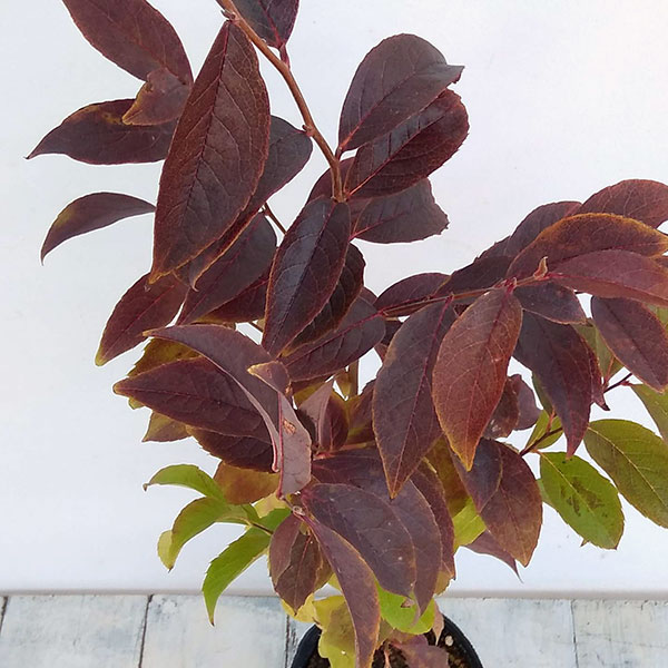 [26年2月中下旬予約]ナツツバキ（夏椿・シャラ）：夜明け前（ピンク花）4号ポット