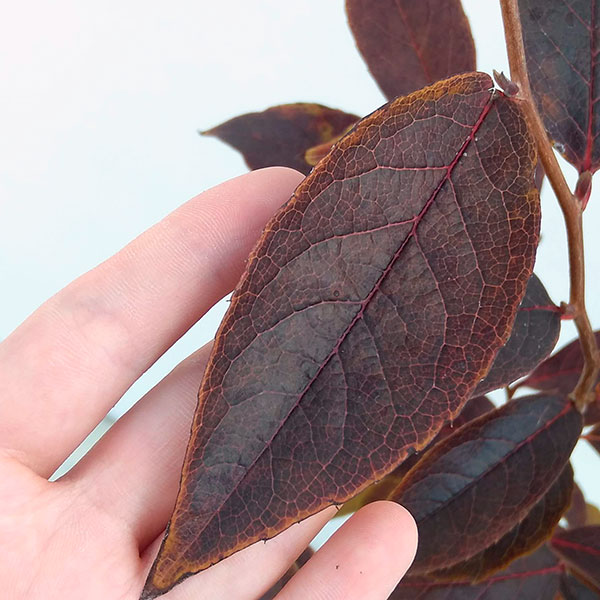 [26年2月中下旬予約]ナツツバキ（夏椿・シャラ）：夜明け前（ピンク花）4号ポット