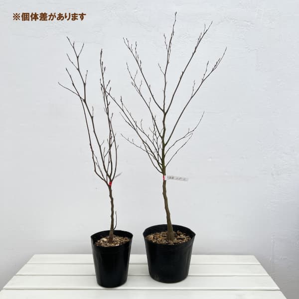 ナツツバキ（夏椿・シャラ）：夜明け前（ピンク花）4号ポット