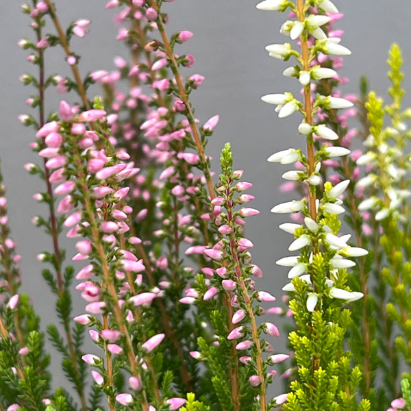 カルーナ：ガーデンガールズ2色植え3号ポット（花色見計らい）