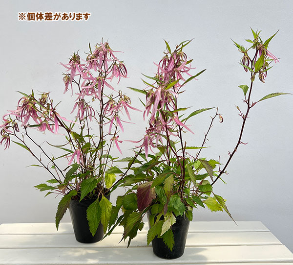 (わけあり特価)カンパニュラ(ホタルブクロ):ピンクオクトパス4.5号ポット