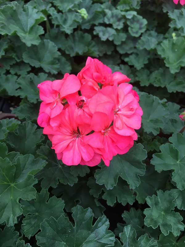 ✿希少ゼラニウム✿ 楽天市場】希少 ゼラニウムの通販