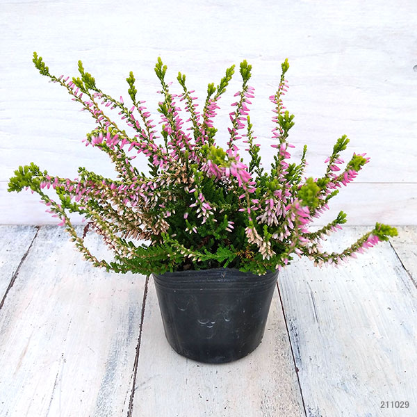 カルーナ：ガーデンガールズ・黄金葉ピンク3号ポット