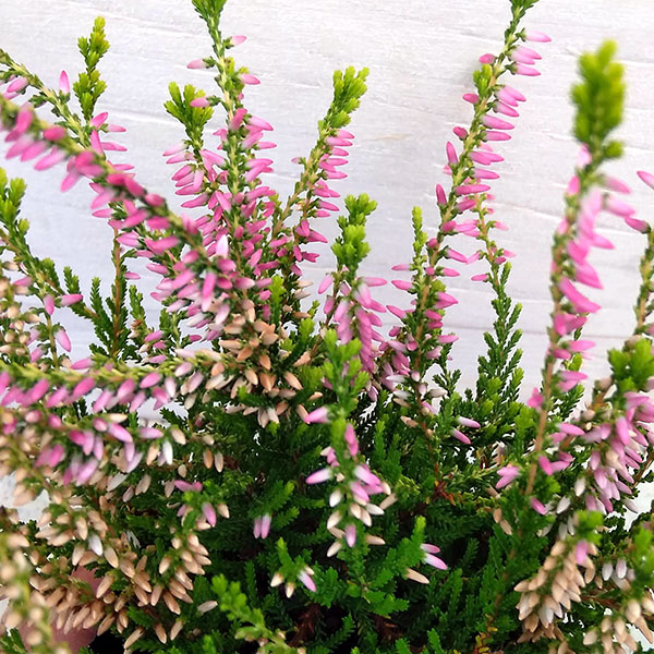 カルーナ：ガーデンガールズ・黄金葉ピンク3号ポット