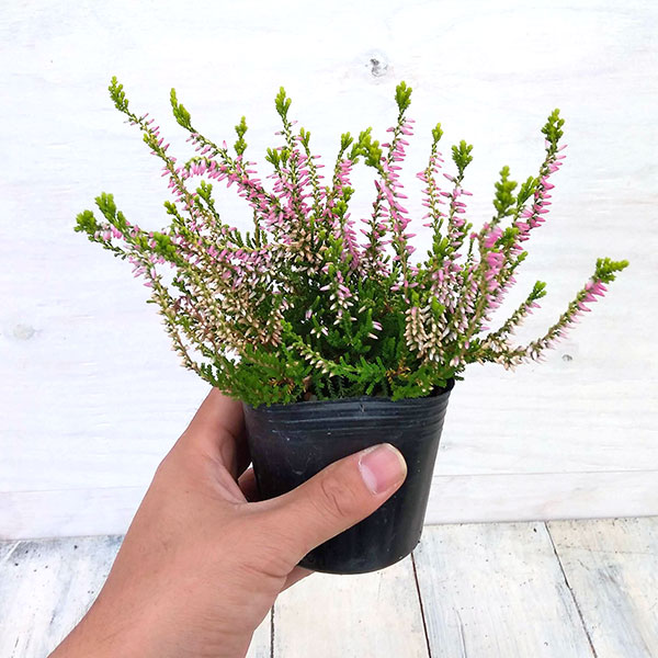 カルーナ：ガーデンガールズ・黄金葉ピンク3号ポット