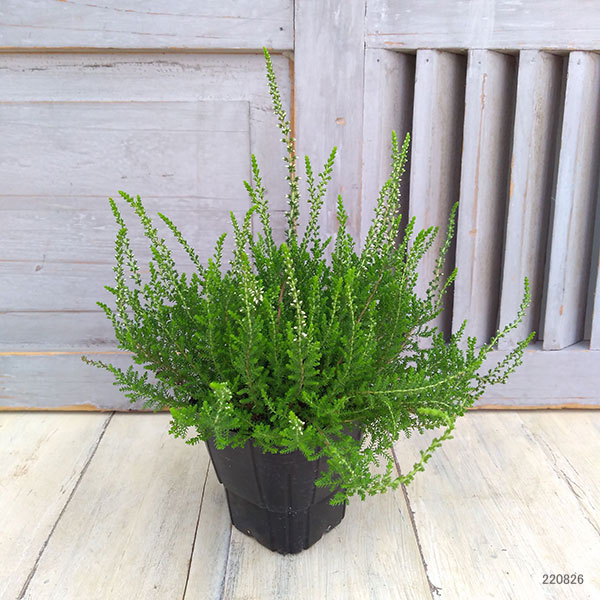 カルーナ：ガーデンガールズ・黄金葉ピンク3号ポット