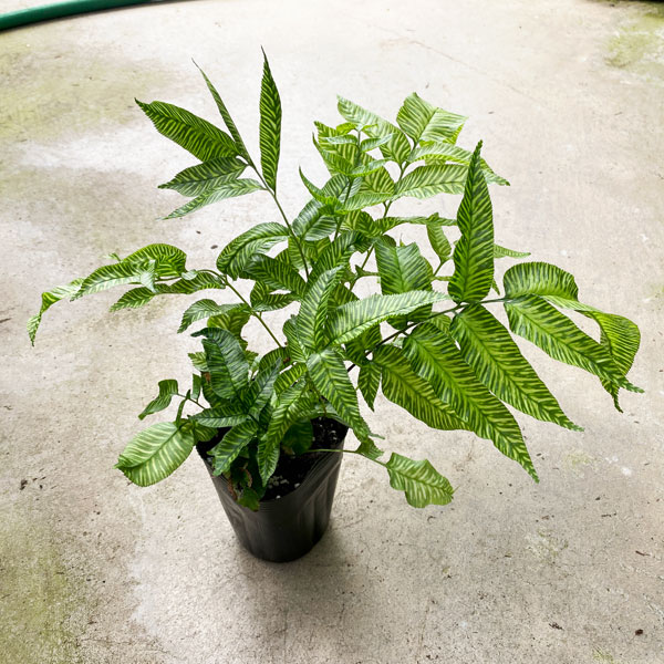 コニオグランメ：エメイエンシス　3号