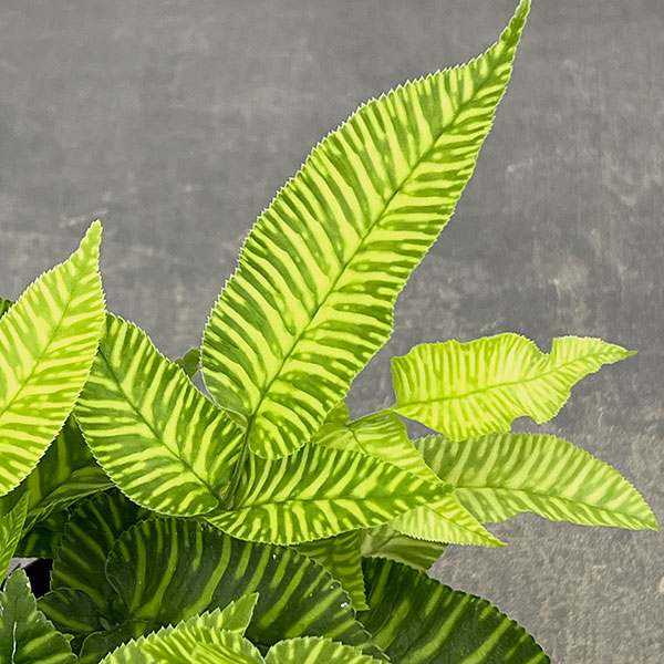 コニオグランメ：エメイエンシス　3号