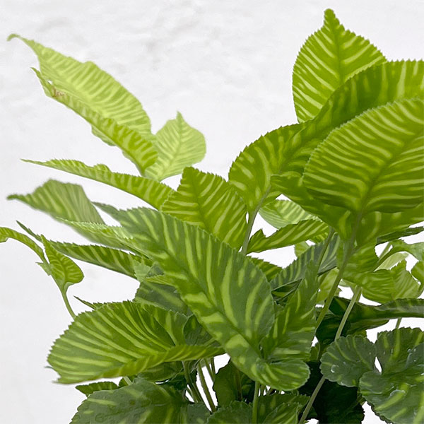 コニオグランメ：エメイエンシス　3号