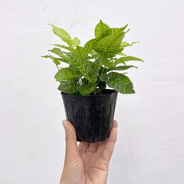 コニオグランメ：エメイエンシス　3号