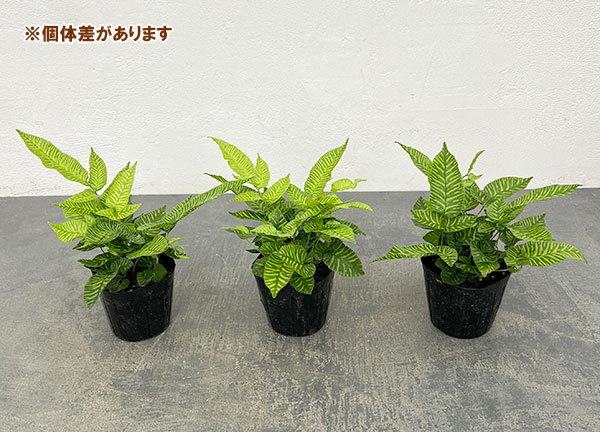 コニオグランメ：エメイエンシス　3号