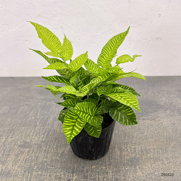 コニオグランメ：エメイエンシス　3号