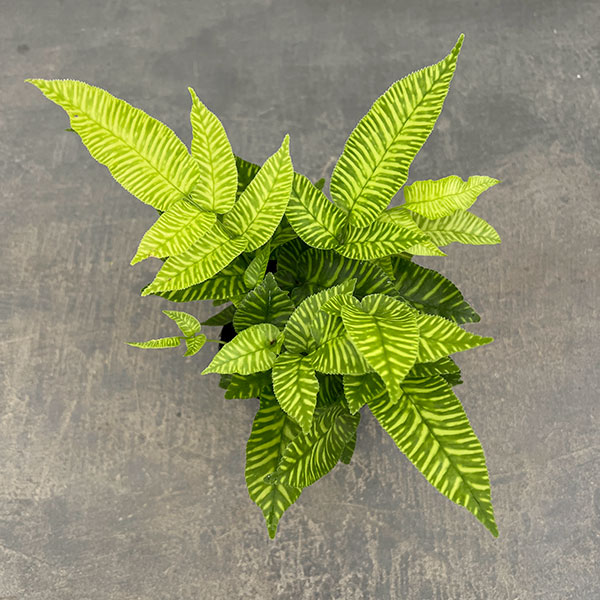 コニオグランメ：エメイエンシス　3号