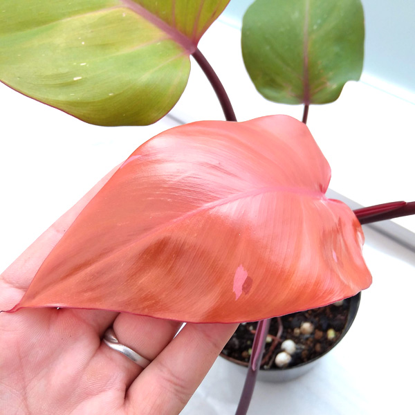 フィロデンドロン：ピンクプリンセス 4号 の通販 | 園芸ネット