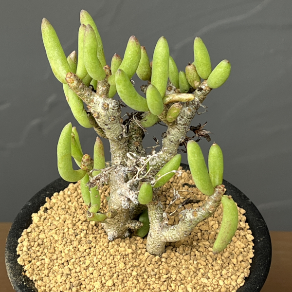 チレコドン：ブッコルジアヌス　3号