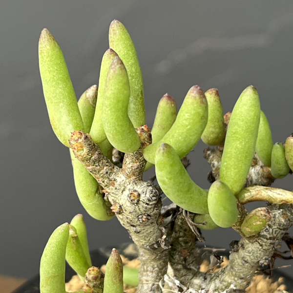 チレコドン：ブッコルジアヌス　3号