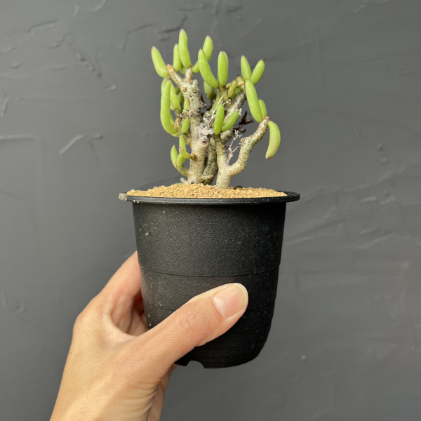 チレコドン：ブッコルジアヌス　3号