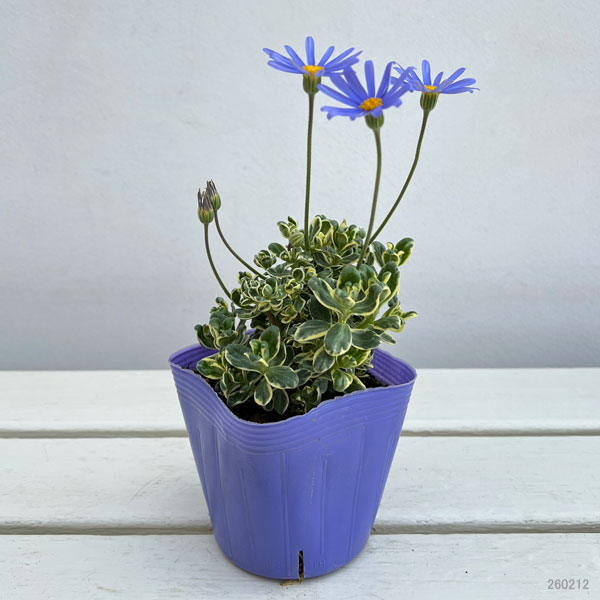 ブルーデージー：斑入葉青花3-3.5号ポット