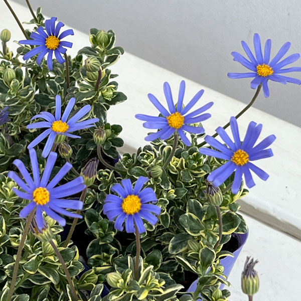 ブルーデージー：斑入葉青花3-3.5号ポット