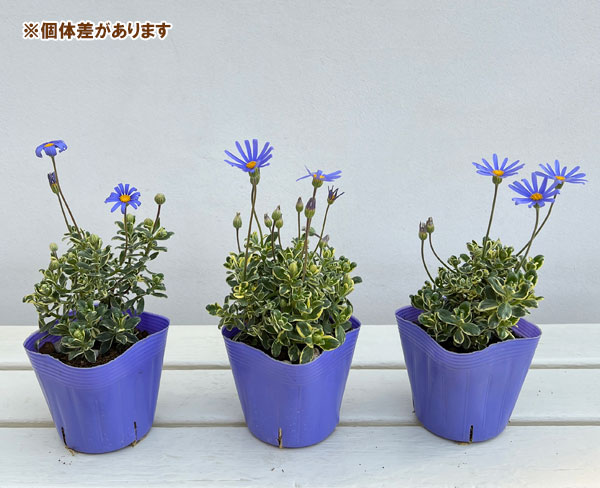 ブルーデージー：斑入葉青花3-3.5号ポット