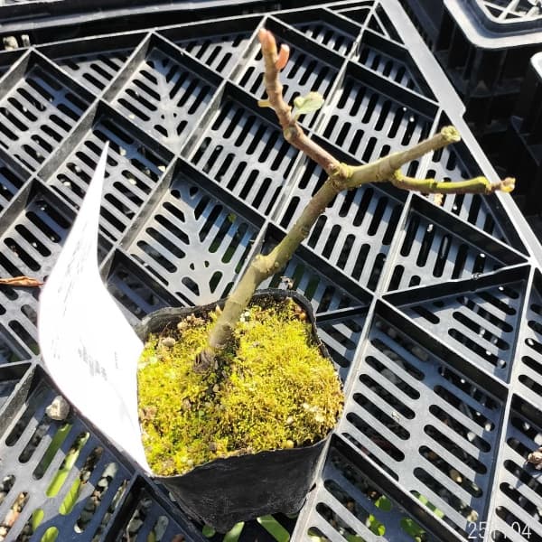 (わけあり特価)イチジク:サルタン3号ポット