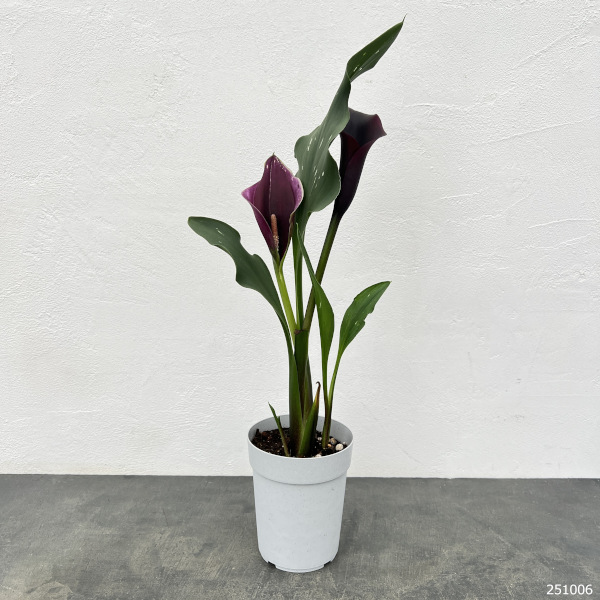 カラー：キャプテンカルソ（紫色）　4号鉢植え