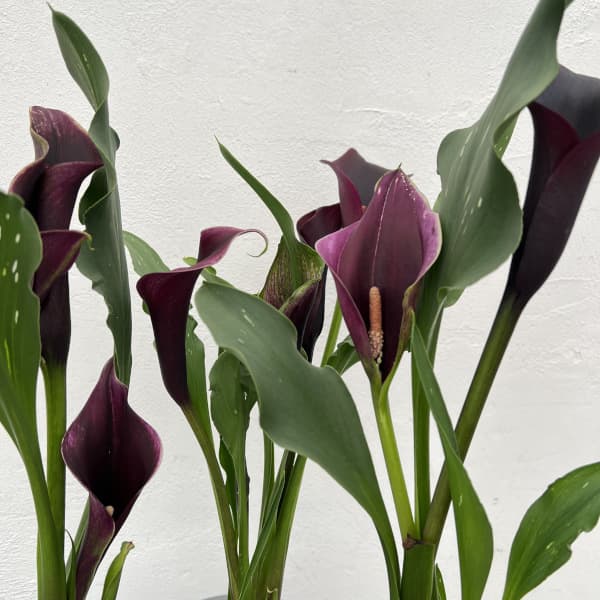 カラー：キャプテンカルソ（紫色）　4号鉢植え