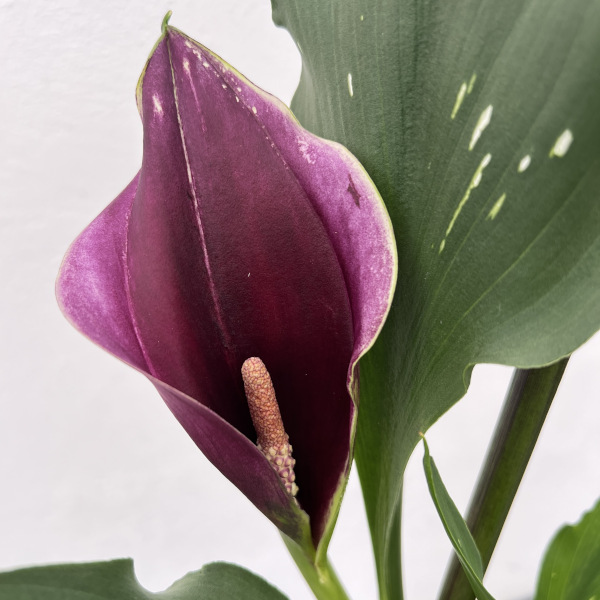 カラー：キャプテンカルソ（紫色）　4号鉢植え