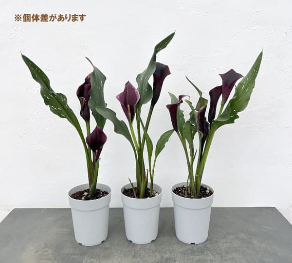 カラー：キャプテンカルソ（紫色）　4号鉢植え