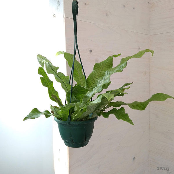 ミクロソリウム：クロコダイルファーン　5号吊り鉢