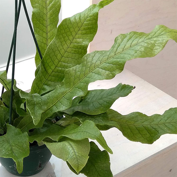 ミクロソリウム：クロコダイルファーン　5号吊り鉢