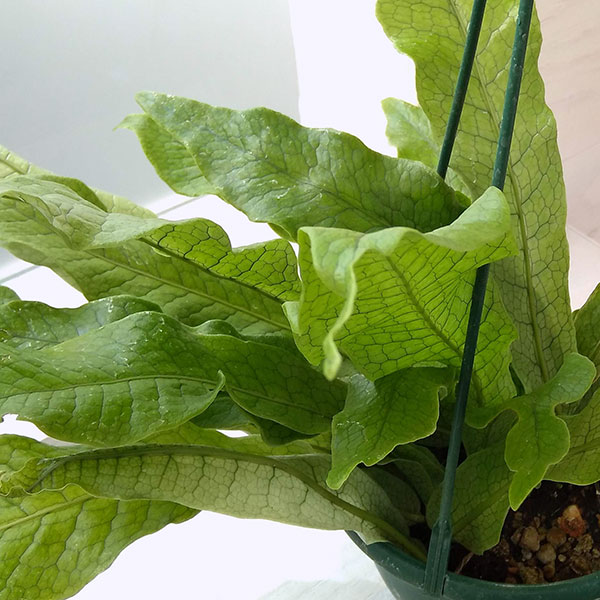 ミクロソリウム：クロコダイルファーン　5号吊り鉢