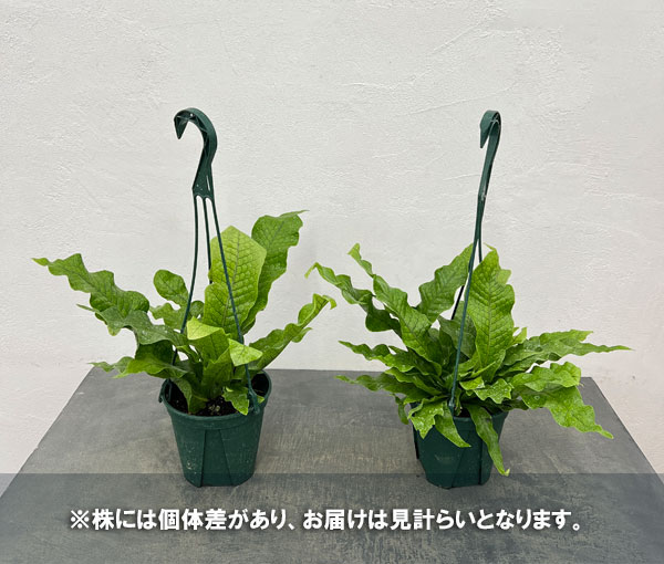 ミクロソリウム:クロコダイルファーン 5号吊り鉢