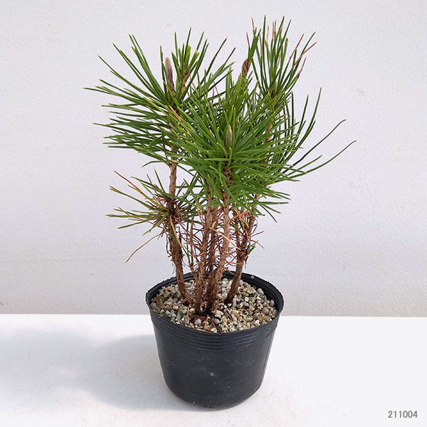 三河黒松寄せ（数株の寄せ植え）3号ポット の通販 | 園芸ネット